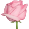 Pink Flowers @ykinanah 11