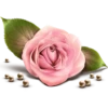 Pink Flowers @ykinanah 13