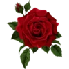 Flores rojas 15
