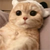 Gatitos que curan la depresión 13