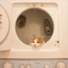 Gatitos que curan la depresión 14