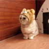 Gatitos que curan la depresión 15