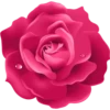 Pink Flowers @ykinanah 14