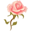 Pink Flowers @ykinanah 16