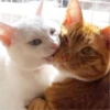 Gatitos que curan la depresión 16