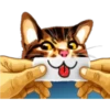 彡Neko carteles彡 16