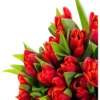Flores rojas 19