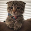Gatitos que curan la depresión 18