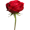 Flores rojas 20