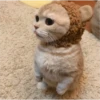 Gatitos que curan la depresión 19