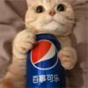 Gatitos que curan la depresión 20