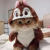 Gatitos que curan la depresión 21