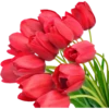 Flores rojas 21