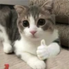 Gatitos que curan la depresión 22