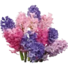 Pink Flowers @ykinanah 18