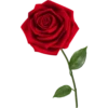 Flores rojas 22