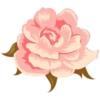 Pink Flowers @ykinanah 20