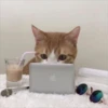 Gatitos que curan la depresión 23
