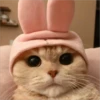 Gatitos que curan la depresión 24