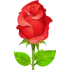 Flores rojas 23