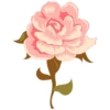 Pink Flowers @ykinanah 23