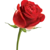 Flores rojas 24