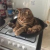 Gatitos que curan la depresión 25