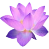 Pink Flowers @ykinanah 24