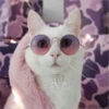 Gatitos que curan la depresión 27