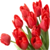 Flores rojas 26