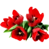 Flores rojas 27