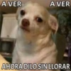 AVER
AVER
AHORA DILO SIN LLORAR