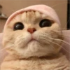 Gatitos que curan la depresión 28