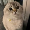 Gatitos que curan la depresión 29
