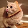 Gatitos que curan la depresión 30