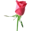 Pink Flowers @ykinanah 28