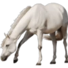 Cavalos 5