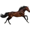Cavalos 8