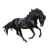 Cavalos 9