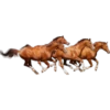 Cavalos 10