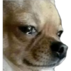 CHIHUAHUAS 5