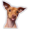 Perritos 5