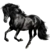 Cavalos 11