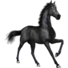Cavalos 12