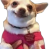CHIHUAHUAS 6