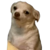 CHIHUAHUAS 7