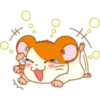Hamster Taro 6