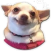 Perritos 6