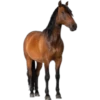 Cavalos 13