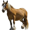 Cavalos 14